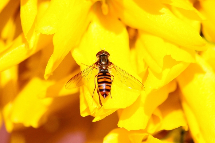 Episyrphus balteatus?